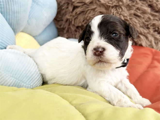 Lagotto Romagnolo puppy for sale