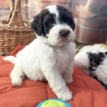 Niel, white with markings Lagotto Romagnolo en venta