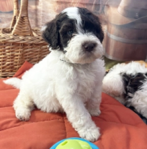 Lagotto Romagnolo puppy for sale