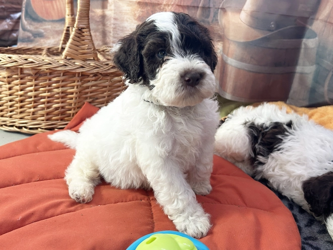 Lagotto Romagnolo puppy for sale