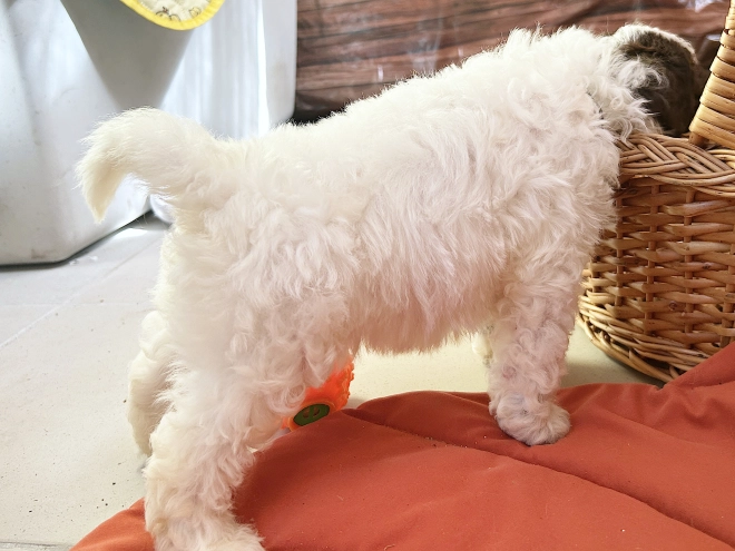 Lagotto Romagnolo puppy for sale