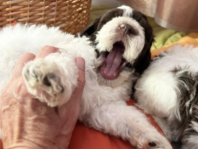 Lagotto Romagnolo puppy for sale