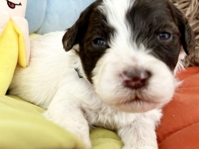 Lagotto Romagnolo puppy for sale