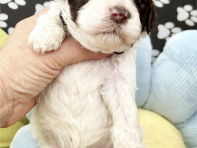 Lagotto Romagnolo puppy for sale