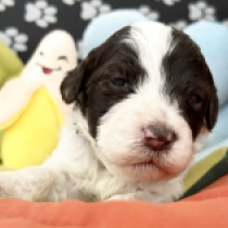 Niel, white with markings Lagotto Romagnolo for sale