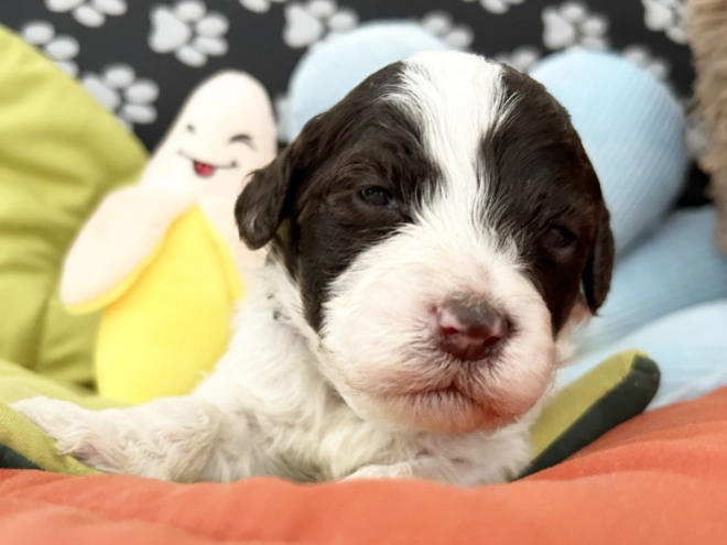 Lagotto Romagnolo puppy for sale