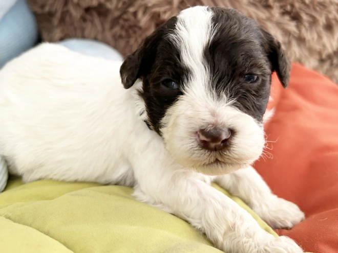 Lagotto Romagnolo puppy for sale