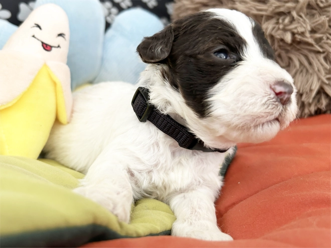 Lagotto Romagnolo puppy for sale