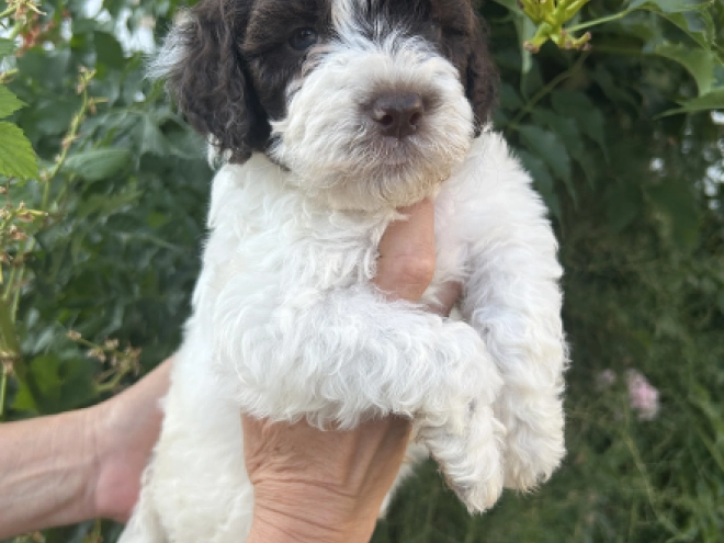 Lagotto Romagnolo puppy for sale