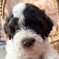 Niel, white with markings Lagotto Romagnolo for sale