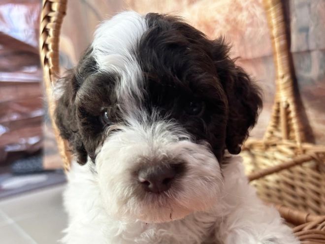 Lagotto Romagnolo puppy for sale