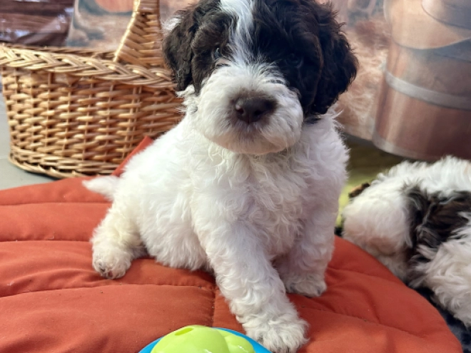 Lagotto Romagnolo puppy for sale