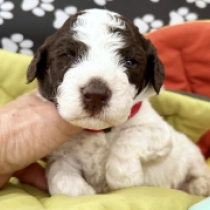 Aldo, white with markings Lagotto Romagnolo for sale