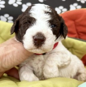 Lagotto Romagnolo puppy for sale