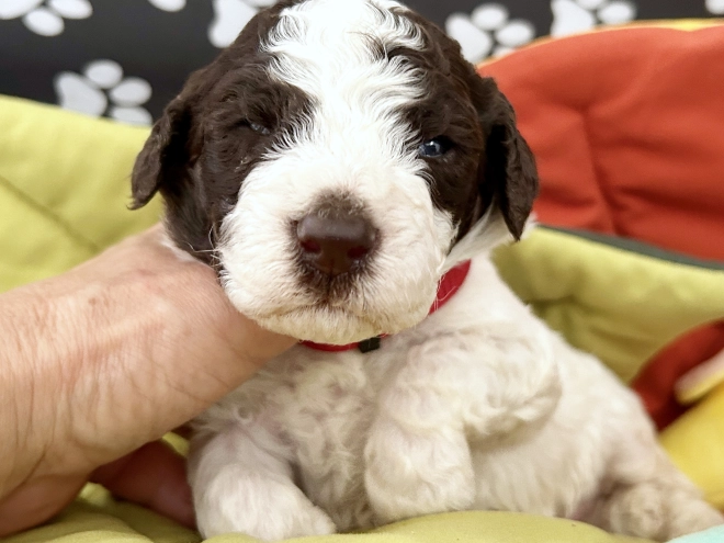 Lagotto Romagnolo puppy for sale