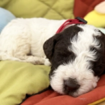 Aldo, white with markings Lagotto Romagnolo for sale