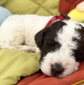 Lagotto Romagnolo puppy for sale