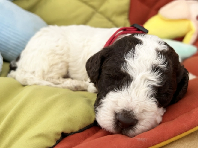 Lagotto Romagnolo puppy for sale