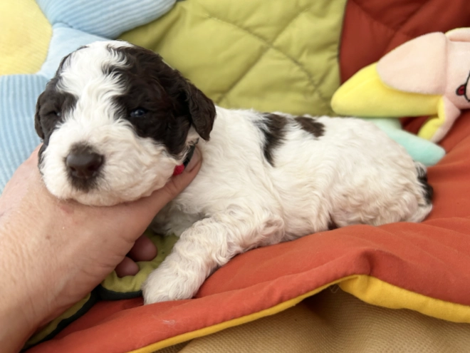Lagotto Romagnolo puppy for sale