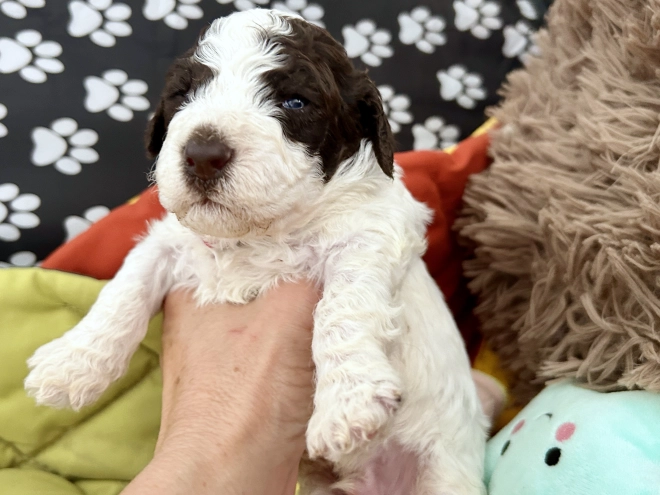 Lagotto Romagnolo puppy for sale