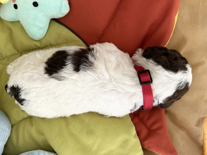 Lagotto Romagnolo puppy for sale