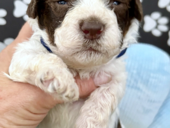 Lagotto Romagnolo puppy for sale