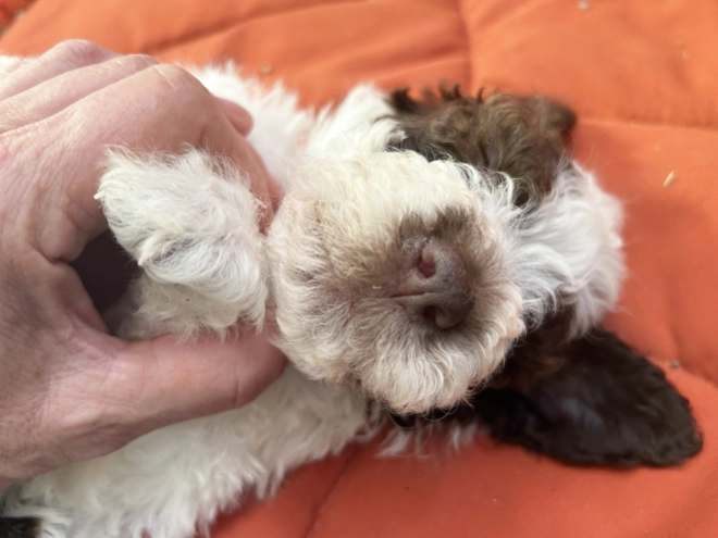 Lagotto Romagnolo puppy for sale