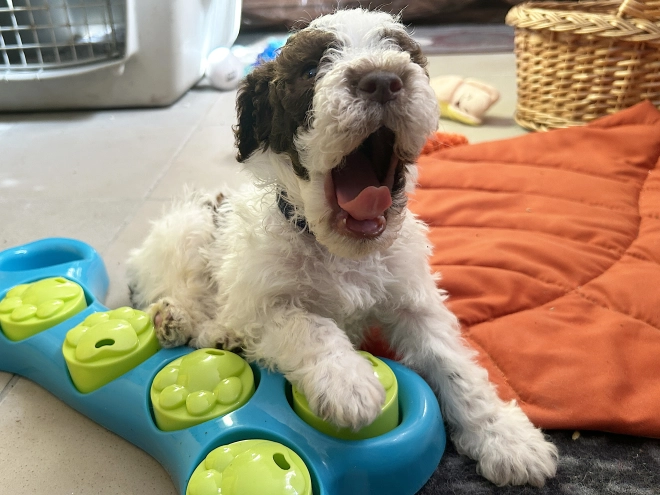 Lagotto Romagnolo puppy for sale