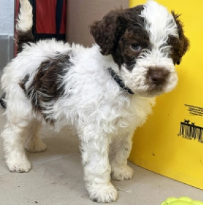 Lagotto Romagnolo puppy for sale