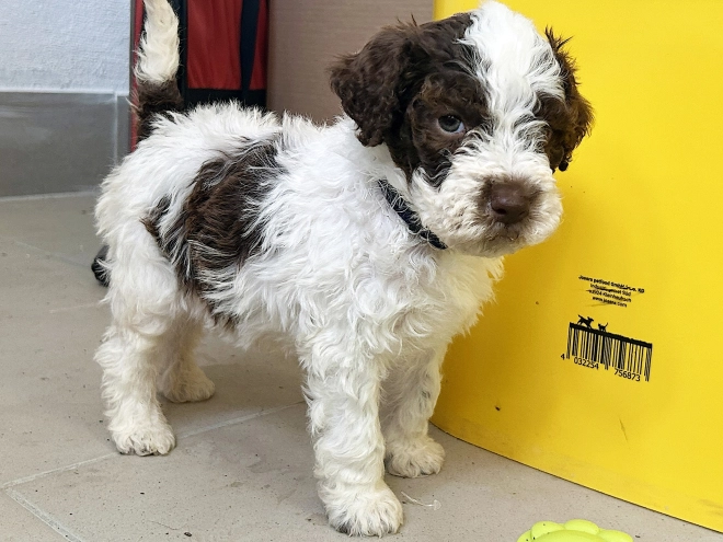 Lagotto Romagnolo puppy for sale