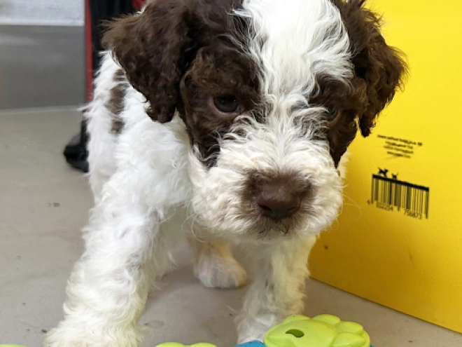 Lagotto Romagnolo puppy for sale