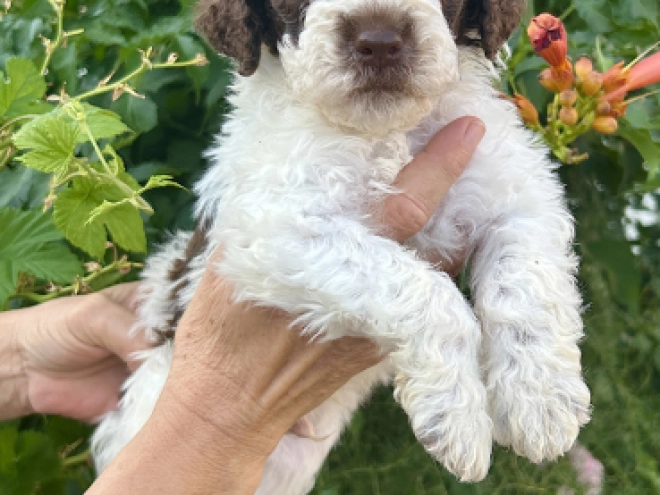 Lagotto Romagnolo puppy for sale