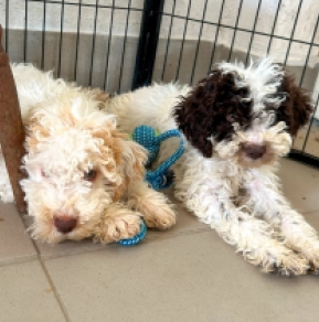 Lagotto Romagnolo puppy for sale