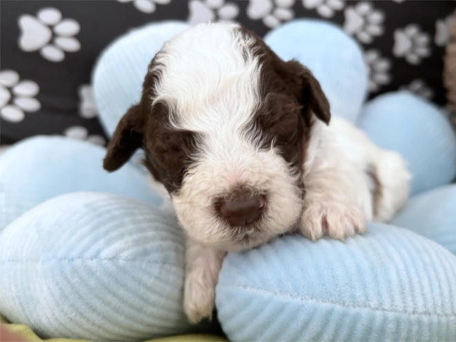 Lagotto Romagnolo puppy for sale