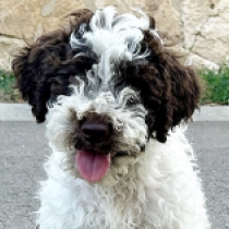Bruno, white with markings Lagotto Romagnolo for sale