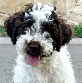 Lagotto Romagnolo puppy for sale
