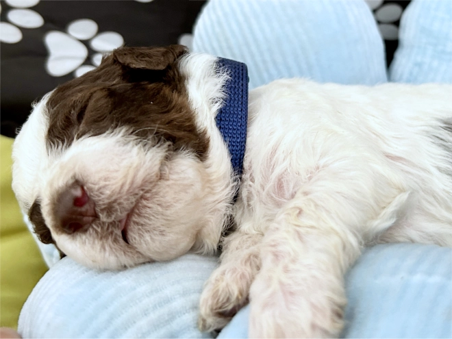 Lagotto Romagnolo puppy for sale