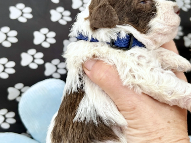 Lagotto Romagnolo puppy for sale