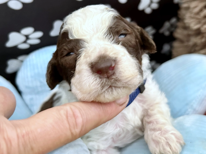 Lagotto Romagnolo puppy for sale