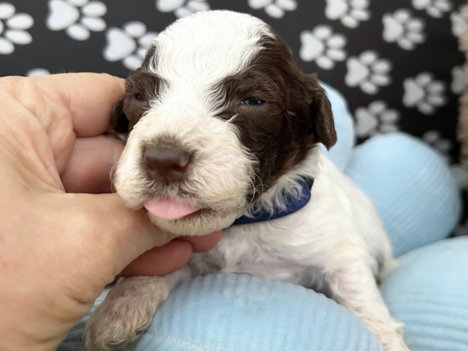 Lagotto Romagnolo puppy for sale