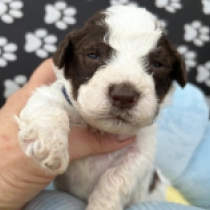 Bruno, white with markings Lagotto Romagnolo for sale