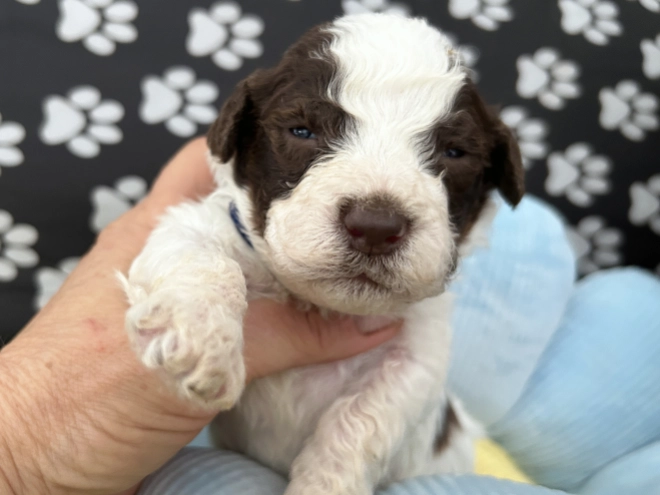 Lagotto Romagnolo puppy for sale