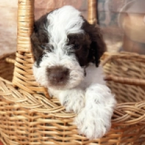 Bruno, white with markings Lagotto Romagnolo Welpen kaufen