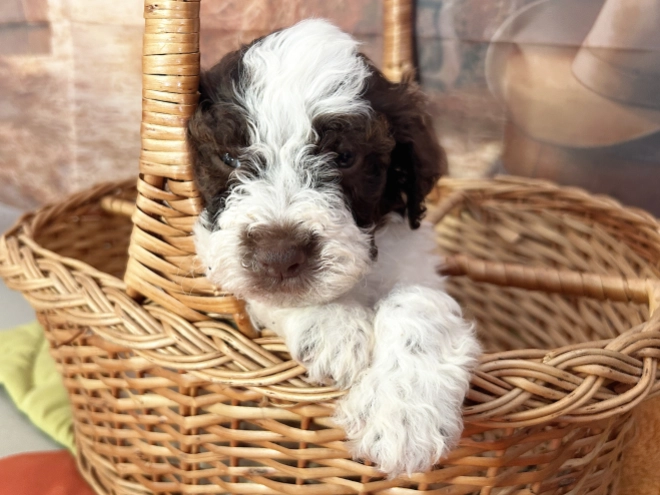 Lagotto Romagnolo puppy for sale