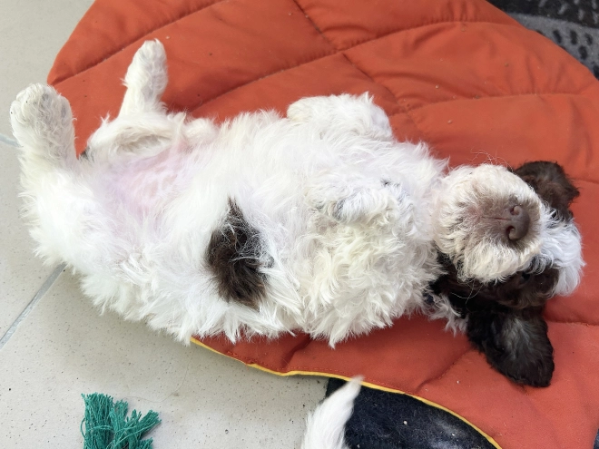 Lagotto Romagnolo puppy for sale