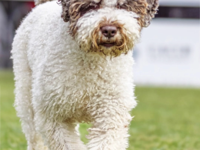 Lagotto Romagnolo puppy for sale