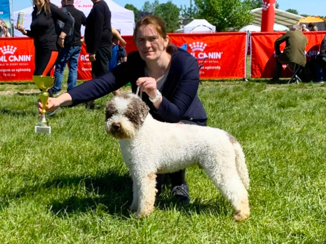 Lagotto Romagnolo puppy for sale
