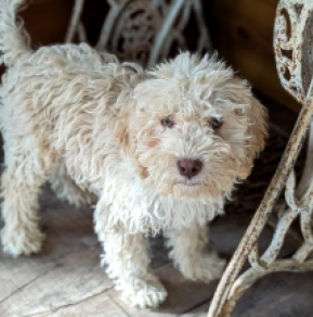 Lagotto Romagnolo Welpe kaufen