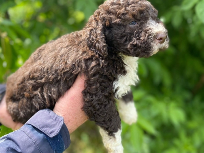 Perros Lagotto Romagnolo en venta