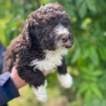 Aky, brown white Lagotto Romagnolo Welpen kaufen